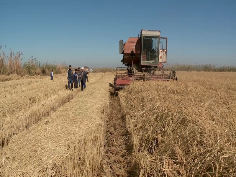 Рисоводы завершают уборку урожая в Туркестанской области