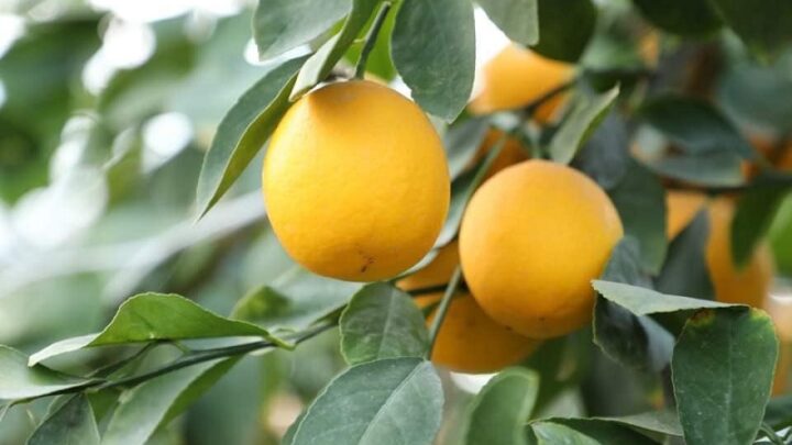Грандиозный урожай лимонов рассчитывают собрать дехкане Сарыагашскогог района