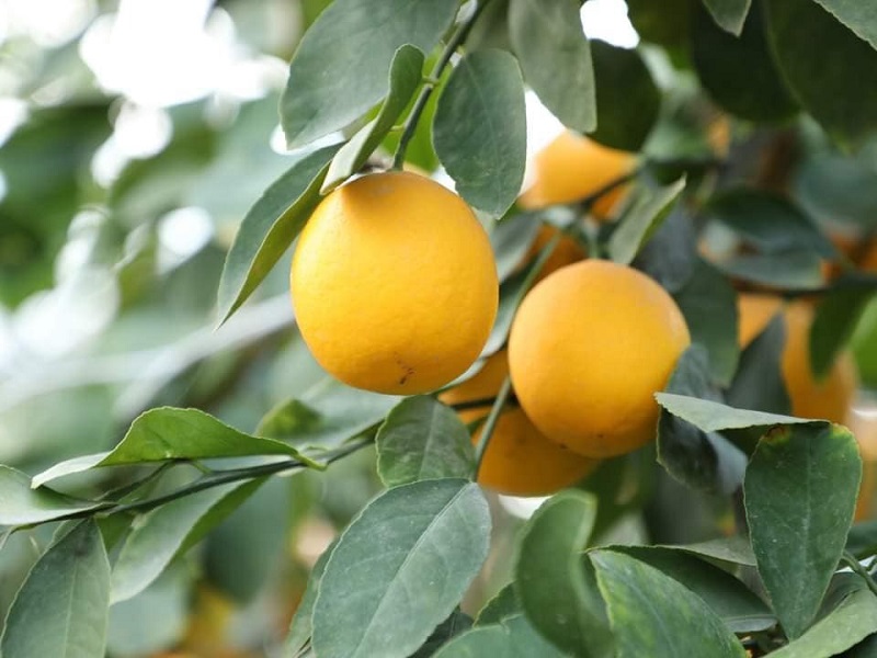 Грандиозный урожай лимонов рассчитывают собрать дехкане Сарыагашскогог района