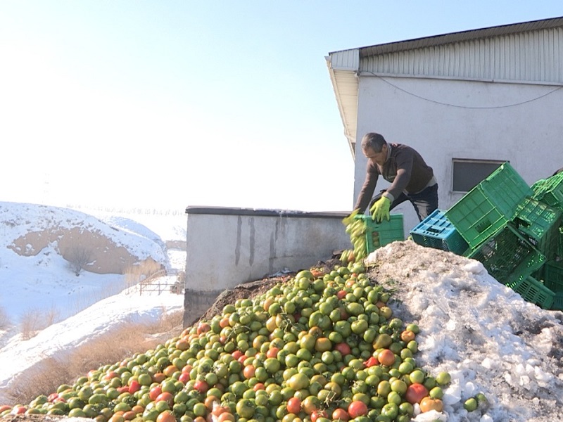 Тысячи тонн овощей замерзли в теплицах на юге Казахстана 