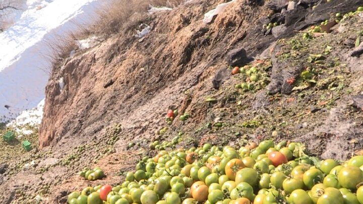 Тысячи тонн овощей замерзли в теплицах на юге Казахстана