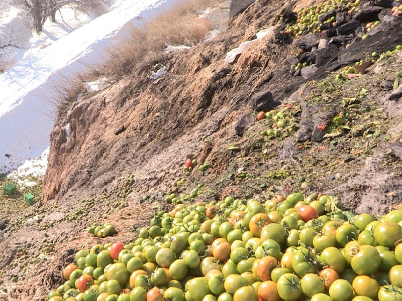 Тысячи тонн овощей замерзли в теплицах на юге Казахстана