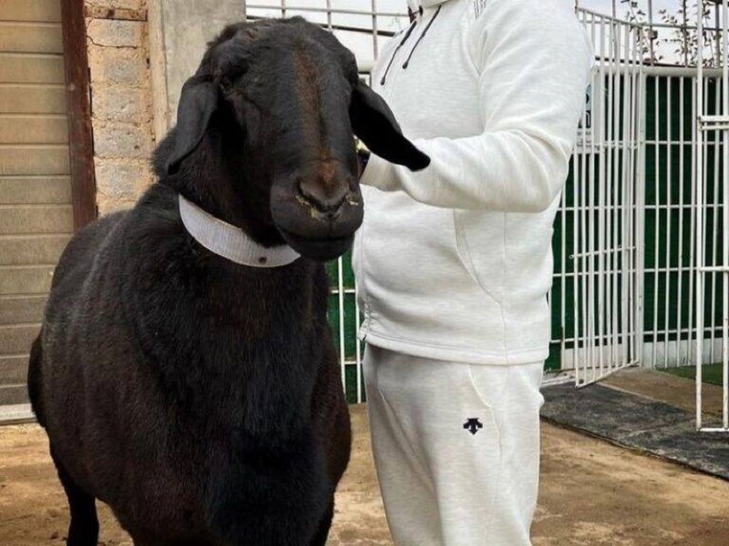 230-килограммового барана занесли в книгу рекордов Казахстана