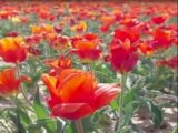 Личность «авторов» букетов из краснокнижных тюльпанов выясняют полицейские