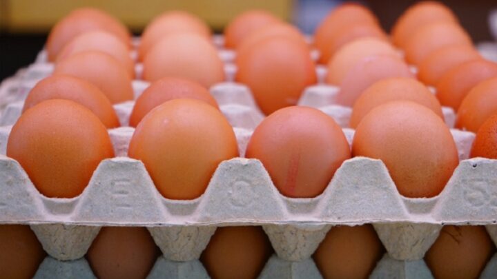 В Шымкенте ветконтроль не разрешал ввоз 200 тысяч инкубационных яйц