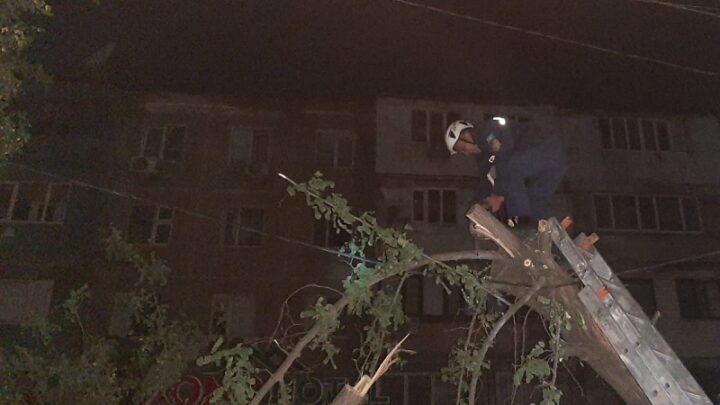 Дерево едва не упало на людей в Шымкенте