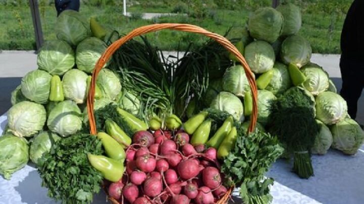 460 тысяч тонн раннеспелых овощей планируют собрать в Туркестанской области