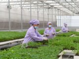 Сельхозпродукции на 163,5 млрд тенге произвели в Туркестанской области