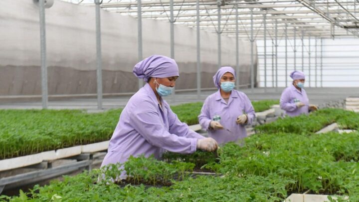 Сельхозпродукции на 163,5 млрд тенге произвели в Туркестанской области