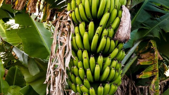 В Казахстане впервые начали выращивать бананы в промышленных масштабах
