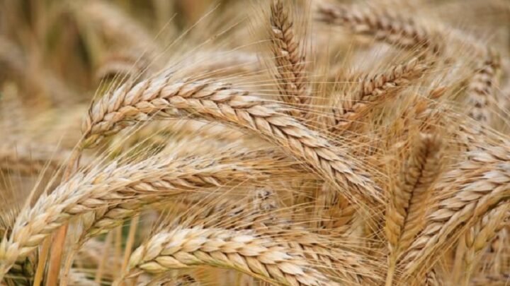 Запрет на ввоз пшеницы в Казахстан продлен