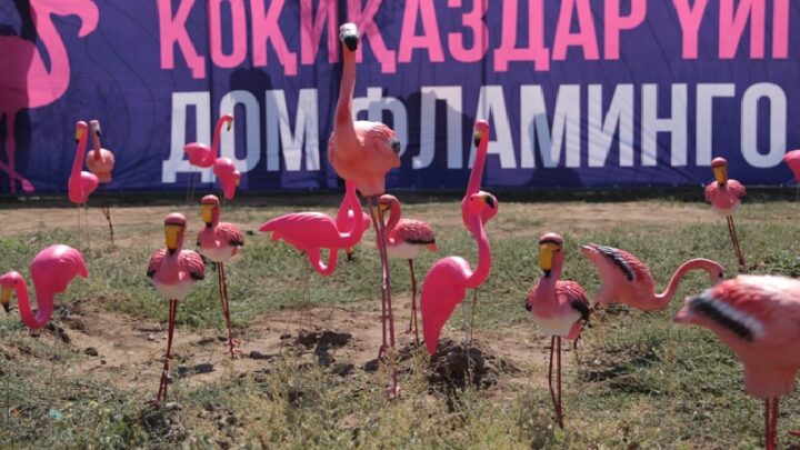 Более 100 человек с фигурами розовых птиц промчались по осушенному дну Талдыколя