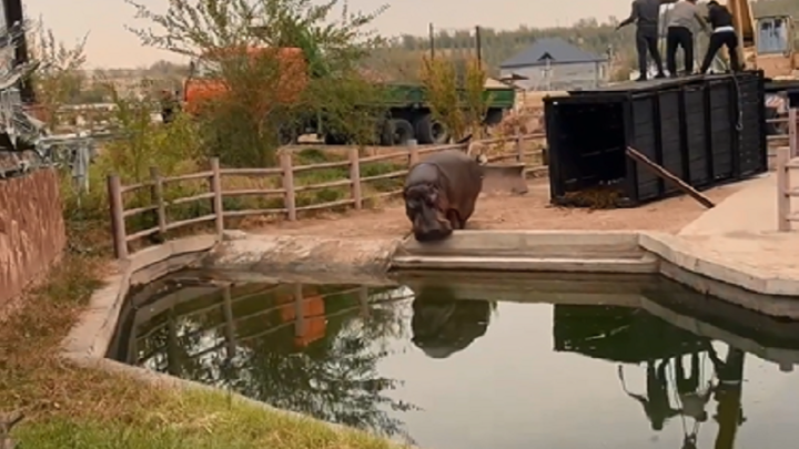 В зоопарк Шымкента привезли бегемота из московского цирка