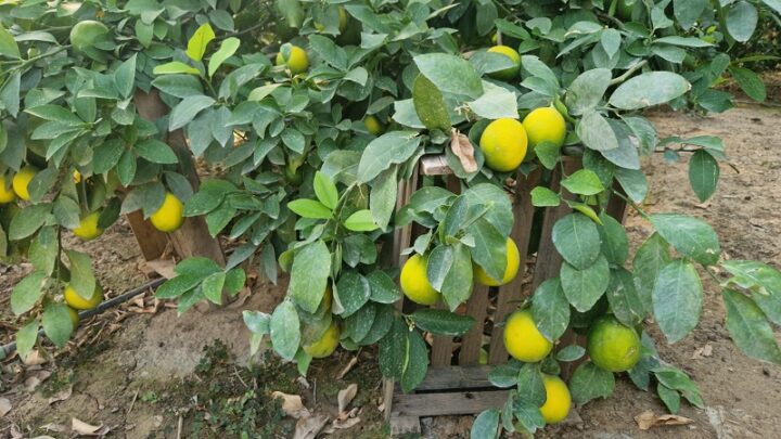 100 кг лимонов можно собрать с одного дерева