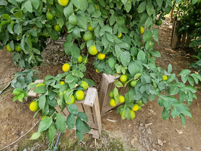 100 кг лимонов можно собрать с одного дерева