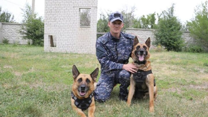 В Казахстане более 6 тонн наркотиков нашли полицейские собаки