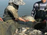 Рыбным хозяйством в Туркестанской области стали заниматься в 2 раза больше