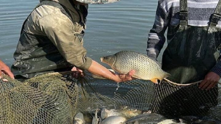 Рыбным хозяйством в Туркестанской области стали заниматься в 2 раза больше