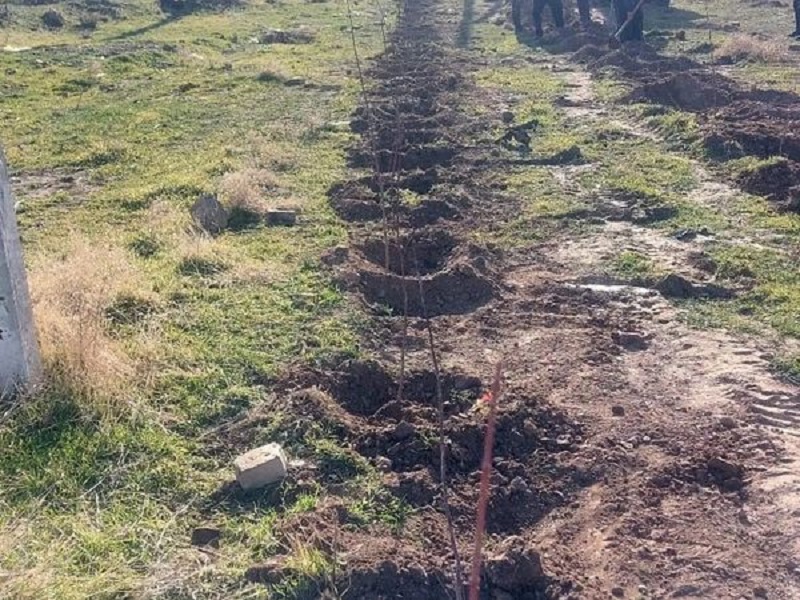 В Туркестанской области высадили более 32 тысяч деревьев