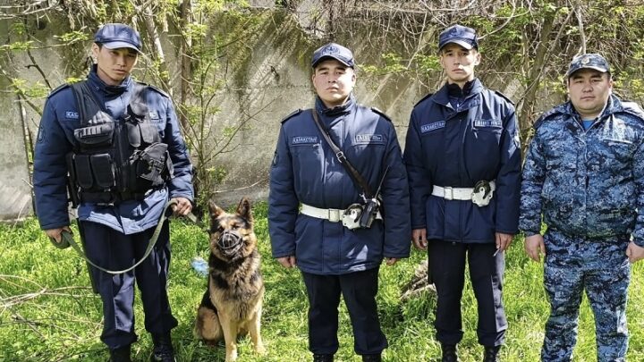 В Шымкенте в очередной раз служебная собака обнаружила наркотики