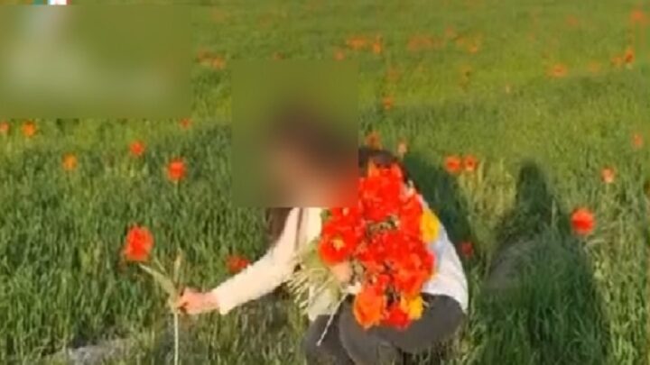 Многомиллионный штраф грозит жительнице области за срыв краснокнижных тюльпанов