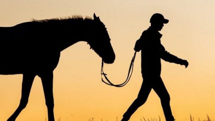 Лошадь за 700 тысяч тенге украли с вольного пастбища в Туркестанской области