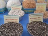 Хлопководством в Казахстане занимаются 25 тыс агроформирований