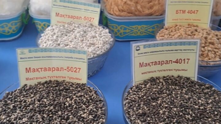 Хлопководством в Казахстане занимаются 25 тыс агроформирований