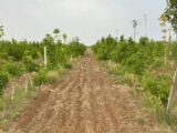Кадры необходимы для развития лесного хозяйства в Туркестанской области