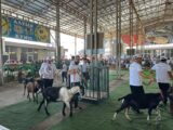 200 племенных коз приняли участие в республиканской выставке