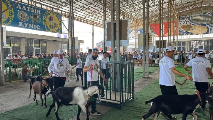 200 племенных коз приняли участие в республиканской выставке