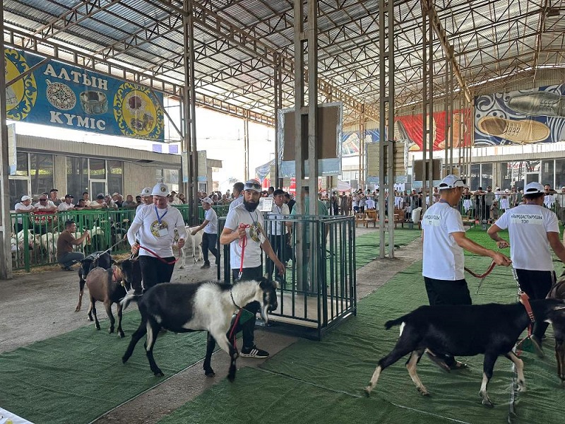 200 племенных коз приняли участие в республиканской выставке 200 племенных коз приняли участие в республиканской выставке
