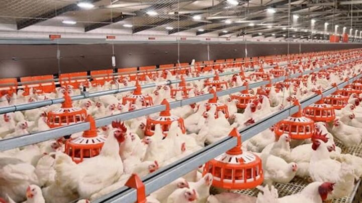 Ферму на 280 тысяч птиц запускают в Сауранском районе