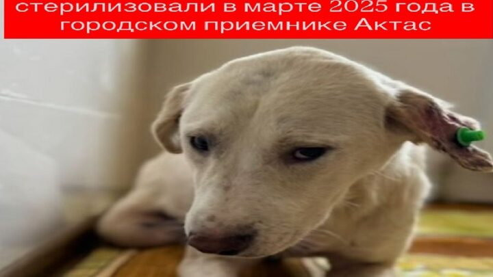 Зооволонтеры Шымкента просят градоначальника о личной встрече
