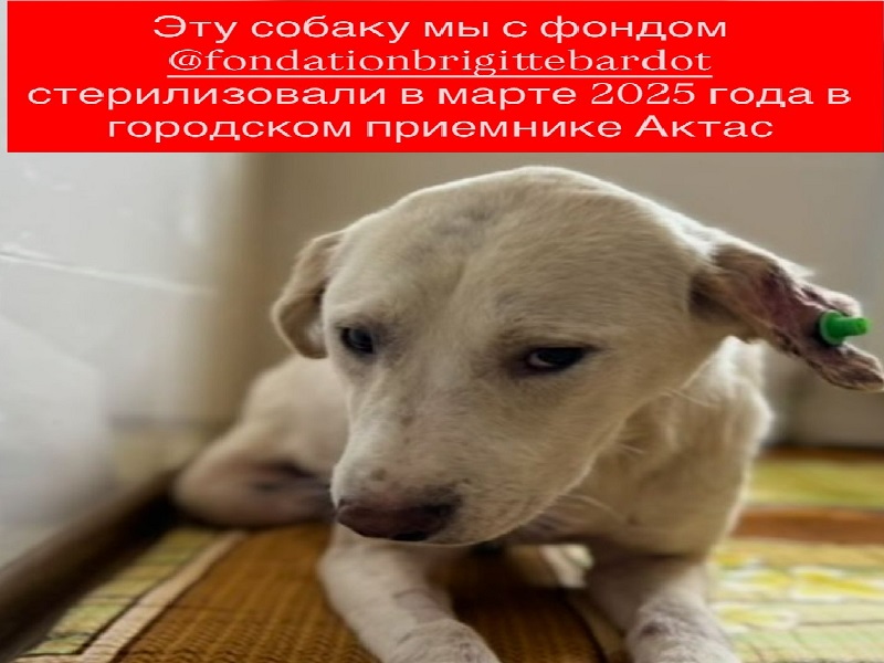 Зооволонтеры Шымкента просят градоначальника о личной встрече
