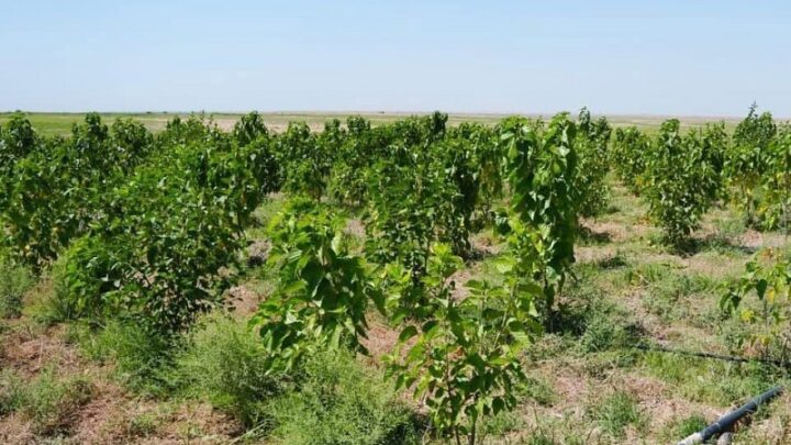 Производить чай из тутового шелкопряда планируют в Туркестанской области