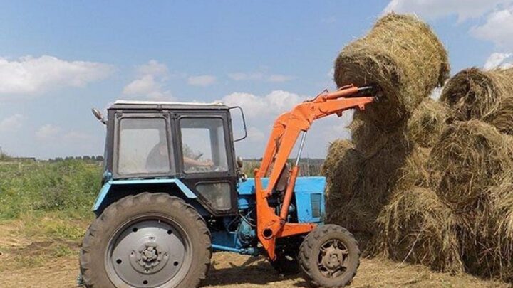 100% составила заготовка кормов в Шымкенте