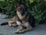 Собак и кошек, стерилизованных в отлове Шымкента, начали выпускать на улицы города