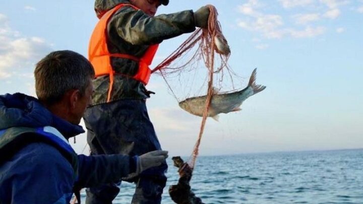 В Казахстане «Костанайский осетр»станет доступной рыбной продукцией