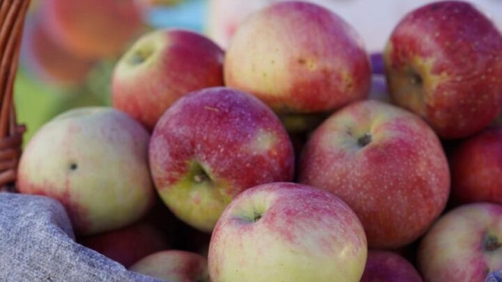 В Алматинской области ведется закладка сада по возрождению легендарного апорта