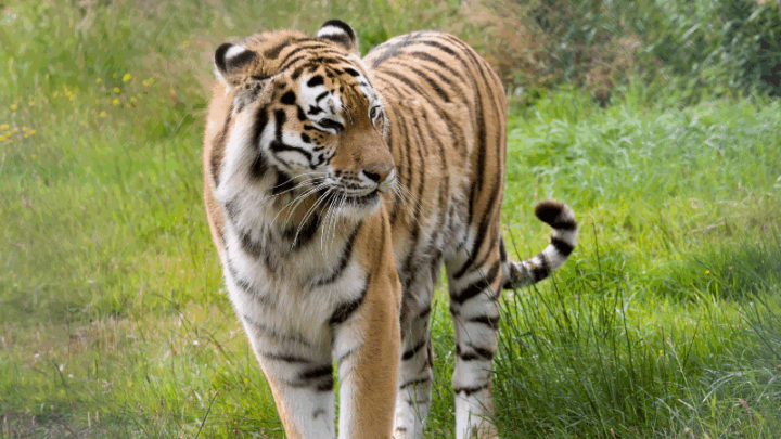 Возвращение великого хищника в Казахстан