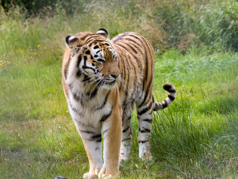 Возвращение великого хищника в Казахстан