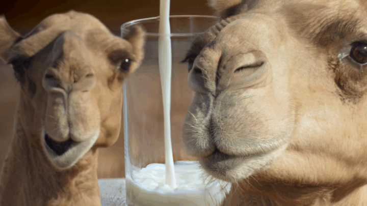 Современный цех по производству верблюжьего молока открылся в Мангистауской области