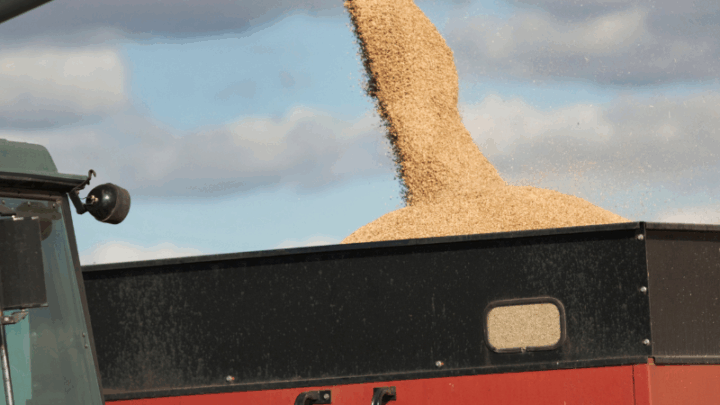 Экспортировано 2,6 млн тонн зерна нового урожая