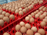 Куриные яйца пытались незаконно завезти из РФ