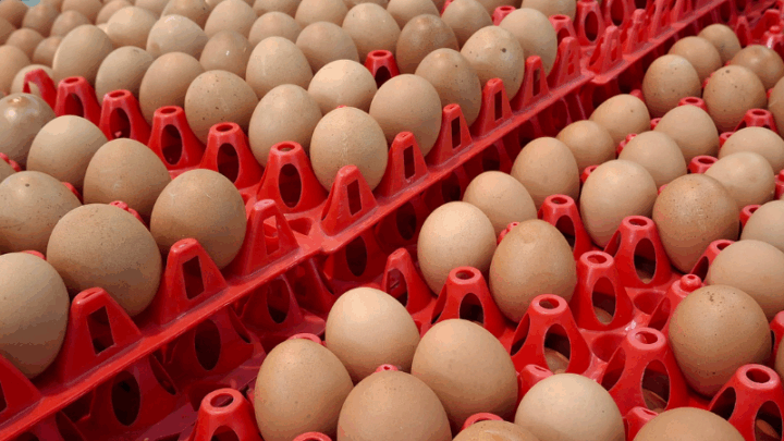 Куриные яйца пытались незаконно завезти из РФ