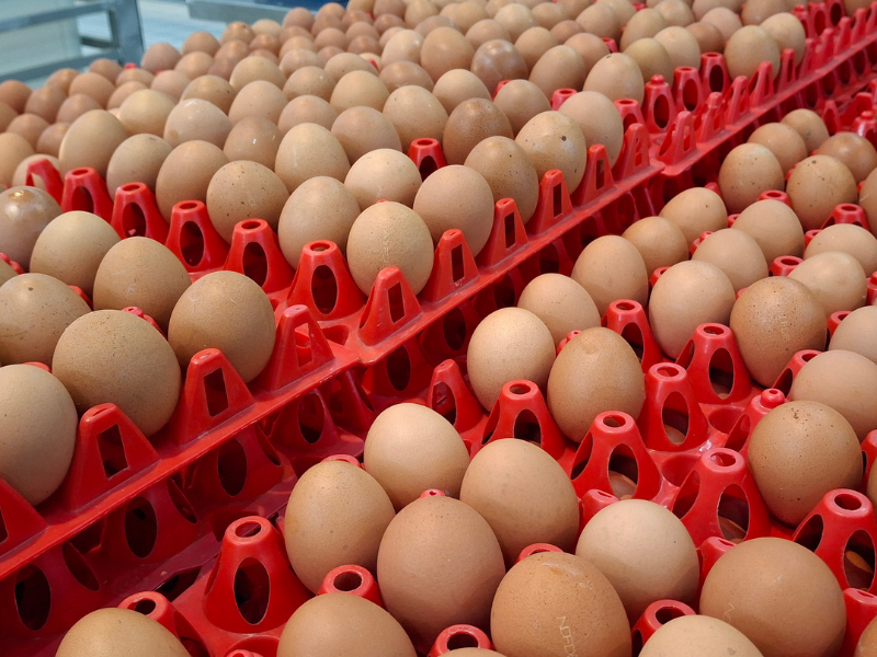 Куриные яйца пытались незаконно завезти из РФ