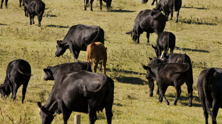 Субсидии на скот похитили в Туркестанской области