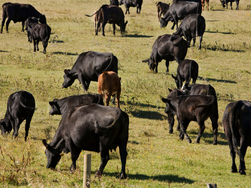 Субсидии на скот похитили в Туркестанской области
