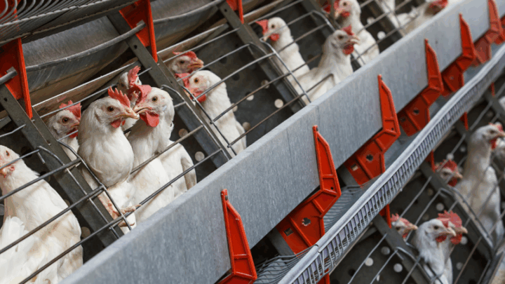  Современную птицефабрику стоимостью 9 млрд тенге построят